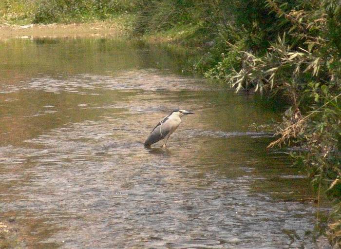 Nycticorax nycticorax - Nitticora